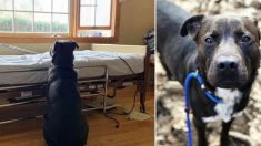 Une photo poignante d’un chien en attente du retour de son propriétaire décédé attire l’intérêt et lui obtient un nouveau foyer