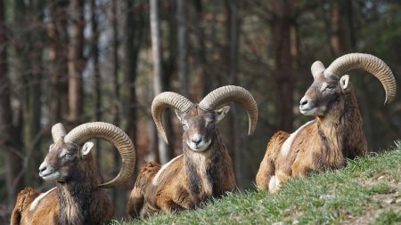 Corse : découverte d’un mouflon tué, les cornes sciées