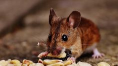 Une souris filmée en train de manger dans un rayon de fruits secs en vrac dans un grand magasin