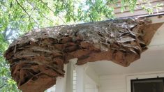 Des nids de guêpes massifs refont surface aux États-Unis