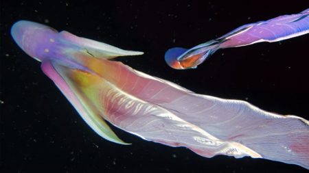 Des plongeurs filment « une pieuvre arc-en-ciel » iridescente sous l’eau, les internautes sont conquis