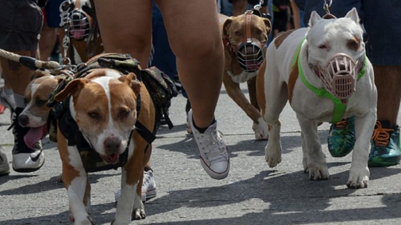 Des gens marchent avec leurs pitbulls terriers pour soutenir leurs animaux, à Medellin, en Colombie. (Raul Arboleda/AFP/Getty Images)
