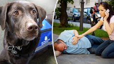 Si un chien d’assistance sans propriétaire s’approche de vous, cela signifie qu’il a besoin de votre aide