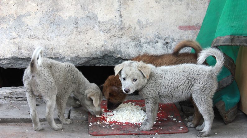 Les chiens errants assoiffés et affamés peuvent se nourrir dans un restaurant canin qui fonctionne 24 heures sur 24 grâce à un jeune brésilien compatissant. Image d'illustration. (Crédit : Pixabay / Kenky)