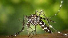 Zika, dengue et « chick » : la progression du moustique tigre favorise leur propagation en France