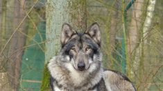 Meurthe-et-Moselle : tir de prélèvement autorisé pour abattre un loup
