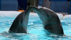 Un dauphin nouveau-né serait mort pendant un spectacle après avoir été forcé de travailler dans un parc aquatique