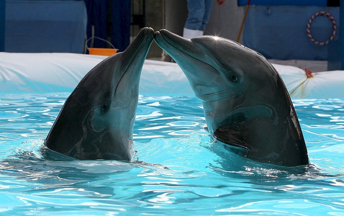 Le delphinarium Dolphinaris Arizona a décidé de ne plus utiliser de dauphins ou d'autres animaux dans ses spectacles, après que quatre de ces mammifères marins sont morts dans ce parc aquatique en une période de 16 mois. EFE/Dennis M. Sabangan