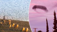 De superbes photographies montrent des étourneaux formant un «oiseau géant» pour éloigner les prédateurs