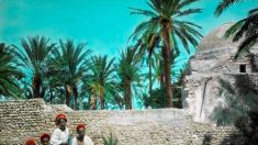 En Tunisie, les saveurs du legmi, fragile « cadeau » du palmier dattier