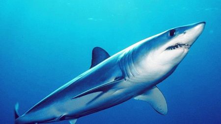 La CITES vote pour la protection des requins makos