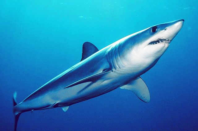 Les requins bleus sont prisés en Asie pour leurs ailerons et leur chair.  (Photo Wikipédia/ Mark Conlin).