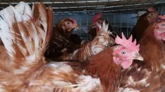 Nord – L’association « Les ch’tites cocottes de réforme » sauve les poules de l’abattoir