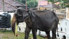 Un éléphant émacié de 70 ans au Sri Lanka, dont les photos sont devenues virales, s’est effondré après un défilé