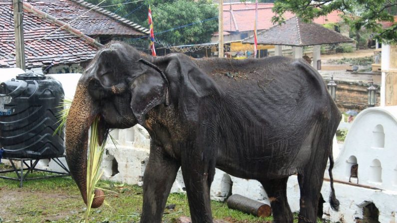 Tikiri, éléphant émacié de 70 ans, mangeant au Temple de la Dent dans la ville centrale de Kandy le 13 août 2019. (STR/AFP/Getty Images)