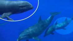 Un dauphin tursiops adopte un dauphin d’Électre et l’élève comme son bébé