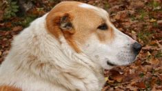 Loiret : une chienne affamée et le cou profondément entaillé par un câble secourue par des bénévoles de la SPA