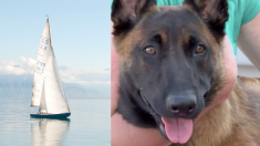 Une chienne tombe d’un bateau lors d’un voyage en famille et entreprend un périple de 30 km pour retrouver ses propriétaires