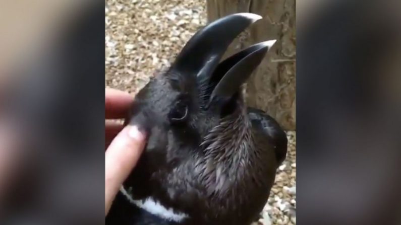 Une vidéo d'un animal noir qui se fait caresser s'est rapidement répandu sur Internet entraînant de grands débats sur son origine, un lapin ou un oiseau ? (Paige Davis/World Bird Sanctuary)