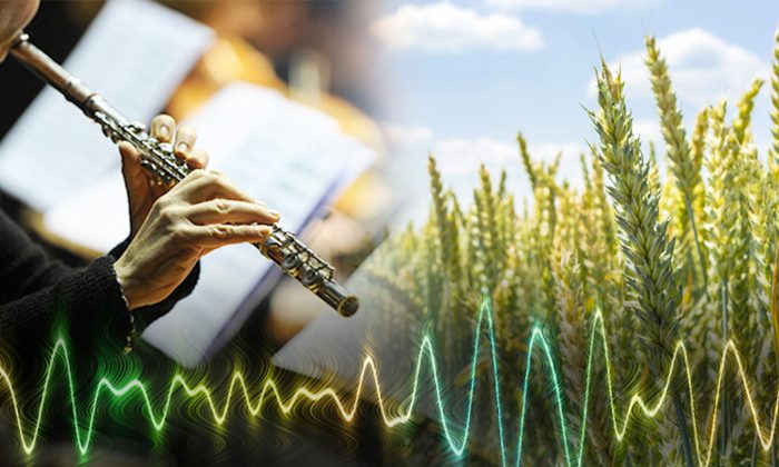  Les chercheurs ont prouvé que les rendements des cultures augmentaient lorsque les plantes étaient exposées à certains types de musique. (Illustration - Shutterstock)