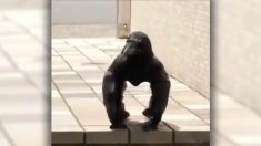 Un corbeau ressemblant à un gorille pris dans une vidéo virale déconcerte le Japon