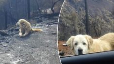 Une famille californienne rentre chez elle un mois après des incendies mortels et retrouve son chien qui attendait loyalement