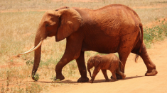 Une éléphante emmène ses bébés pour les présenter à la famille humaine qui l’a sauvée et élevée