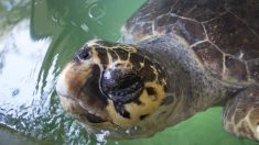 Une tortue sans vie est retrouvée piégée dans une palette de bois flottant au large des côtes espagnoles