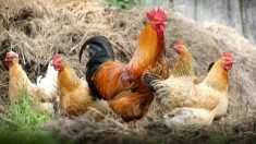 Espagne: un refuge vegan pour animaux sépare les coqs des poules pour ne pas « qu’ils les violent »