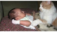 Blessé et terrifié, un chat ne voulait rien savoir des humains, puis il en vient à se blottir tous les jours contre un bébé