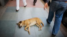 Un chien attend son maître à la porte de l’hôpital pendant une semaine, il ne sait pas que l’homme est décédé