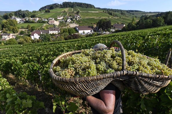 -Un ouvrier porte un panier en osier rempli de raisins pendant les vendanges du vignoble Corton-Charlemagne, en Bourgogne, dans le sud-est de la France le 5 septembre 2018. Photo de PHILIPPE DESMAZES / AFP / Getty Images.