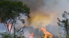 Amazonie : le poumon de la Terre ravagé par les flammes