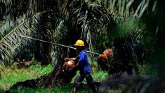 L’UE impose des taxes sur les biocarburants indonésiens
