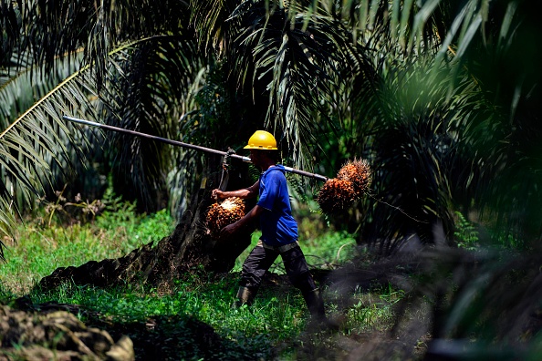 Le marché de l'huile de palme est une principale source pour les biocarburants d'Indonésie. (Photo : CHAIDEER MAHYUDDIN/AFP/Getty Images)