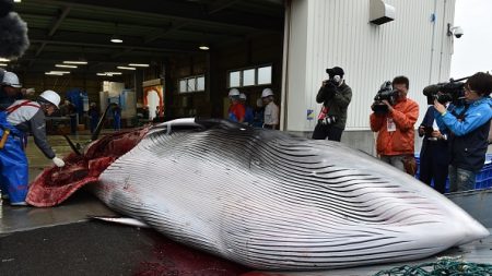 Nouvelles pressions sur le Japon pour sa chasse à la baleine