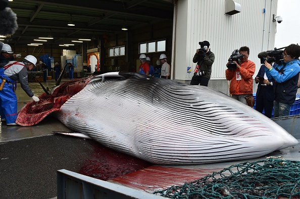 Un petit rorqual capturé est levé par une grue dans un port de Kushiro, dans la préfecture de Hokkaido, le 1er juillet 2019. Les baleiniers japonais ont débarqué leurs premières captures le 1er juillet alors qu'ils reprenaient la chasse commerciale après une interruption de trois décennies. (Photo : KAZUHIRO NOGI/AFP/Getty Images)