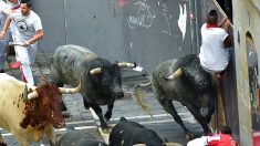 Espagne: un homme meurt encorné lors d’un lâcher de taureaux avant une corrida