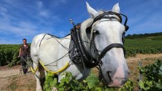 Gironde : le cheval de trait remplace la machine dans les vignobles