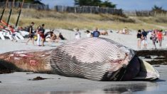 Une baleine de 13 mètres s’échoue sur une plage du Finistère