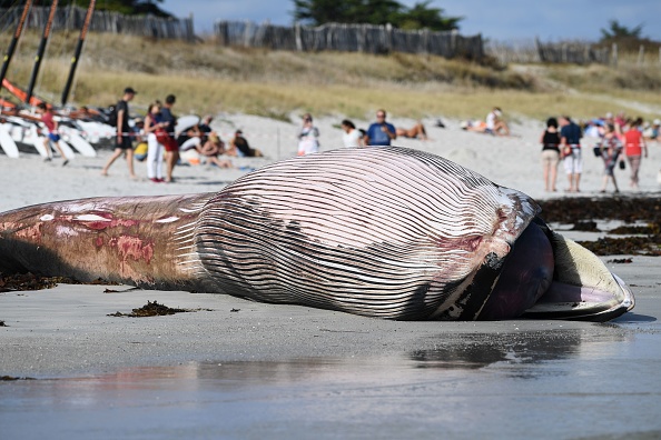 Une baleine de 13 mètres s'est échouée sur une plage de Penmarc'h (Finistère). (FRED TANNEAU/AFP/Getty Images)