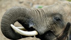 Espèces menacées d’extinction : les députés européens renforcent les règles contre le commerce illégal des animaux et des plantes sauvages