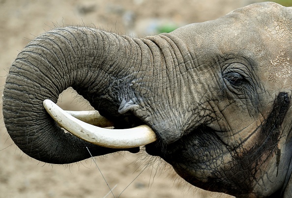 Les éléphants font partie des espèces en voie d'extinction.  (Photo : PHILIPPE HUGUEN/AFP/Getty Images)