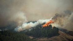 Incendies sur Grande Canarie : un « drame environnemental »