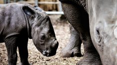 Un bébé rhinocéros indien est né au Zoo de Beauval, une première en France