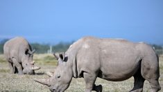 Kenya: des scientifiques font un pas de plus pour sauver le rhinocéros blanc du Nord