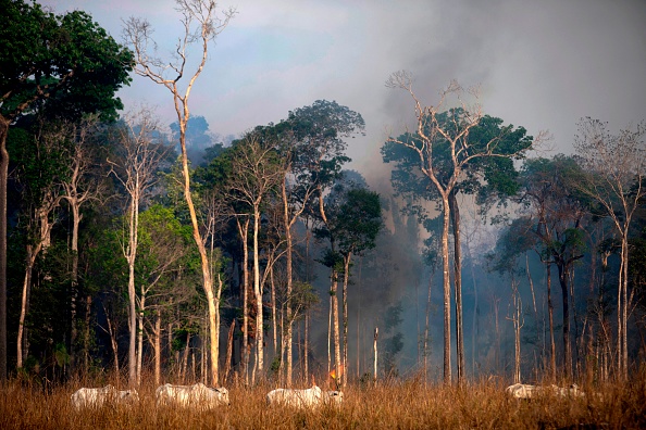 Le Brésil a déployé dimanche deux avions Hercules C-130 pour éteindre les feux qui dévoraient des parties de la forêt amazonienne.      (Photo : JOAO LAET/AFP/Getty Images)