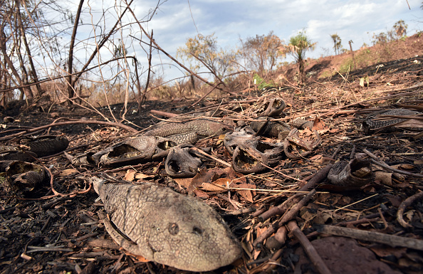 Alors que les incendies en Amazonie ont attiré l'attention du monde entier, les incendies en Bolivie ont fait rage en grande partie sans être maîtrisés au cours du mois dernier, dévastant plus de 9 500 kilomètres carrés (3 600 milles carrés) de forêts et de prairies, les animaux ont été ravagés par les flammes. (Photo : AIZAR RALDES/AFP/Getty Images)