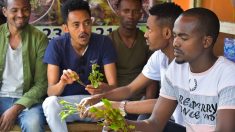 En Ethiopie, des cures de désintox pour les accros du khat