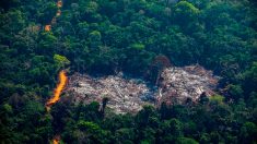 Depuis le début de l’année, il y a eu 3 fois plus de feux de forêt au Congo qu’en Amazonie
